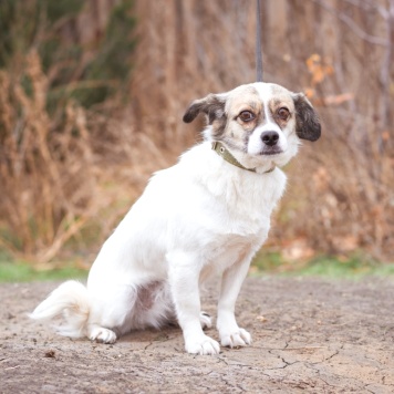Собаки в добрые руки - Нюша - 3