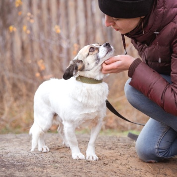 Собаки в добрые руки - Нюша - 4