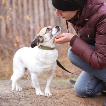 Собаки в добрые руки - Нюша