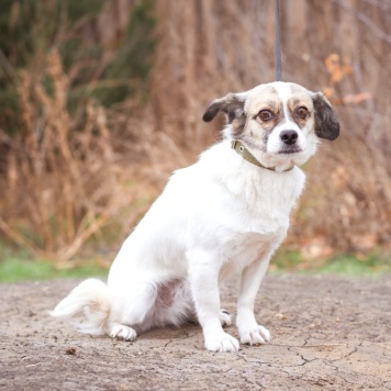 Собаки в добрые руки - Нюша - 1
