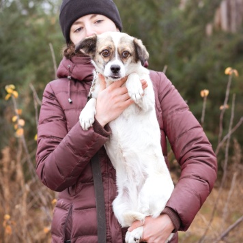 Собаки в добрые руки - Нюша - 2