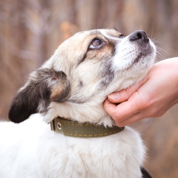 Собаки в добрые руки - Нюша - 1