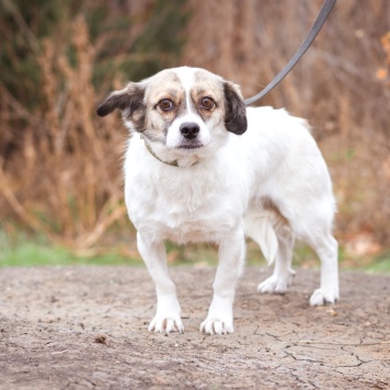 Собаки в добрые руки - Нюша - 2