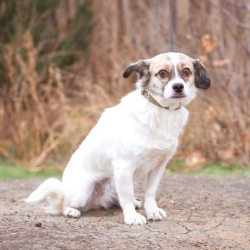 Собаки в добрые руки - Нюша
