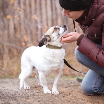 Собаки в добрые руки - Нюша - 1