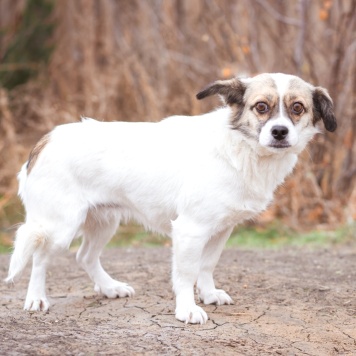 Собаки в добрые руки - Нюша - 4