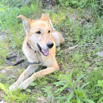 Собаки в добрые руки - Доим
