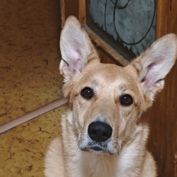 Собаки в добрые руки - Доим - 1