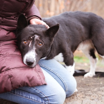 Собаки в добрые руки - Ронни