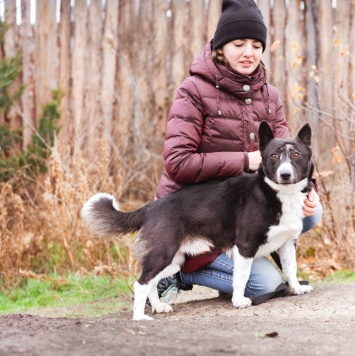 Собаки в добрые руки - Ронни - 1