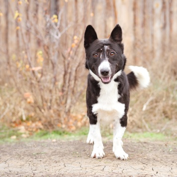 Собаки в добрые руки - Ронни - 2