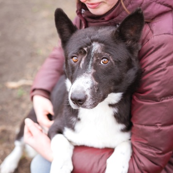 Собаки в добрые руки - Ронни - 3