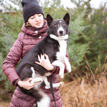 Собаки в добрые руки - Ронни - 4