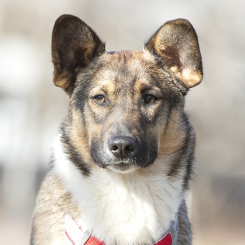 Собаки в добрые руки - Энзо