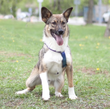 Собаки в добрые руки - Энзо - 1