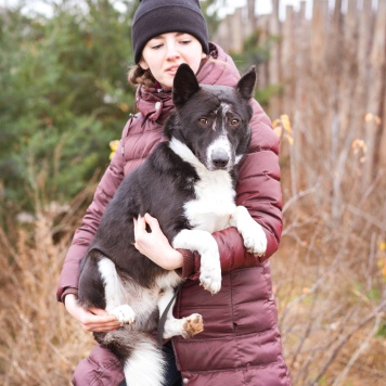 Собаки в добрые руки - Ронни