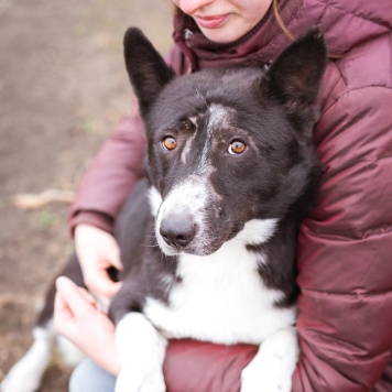 Собаки в добрые руки - Ронни - 1