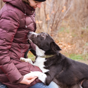 Собаки в добрые руки - Ронни - 2