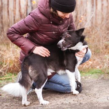 Собаки в добрые руки - Ронни - 3