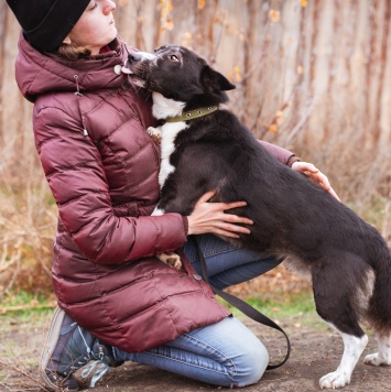 Собаки в добрые руки - Ронни - 4