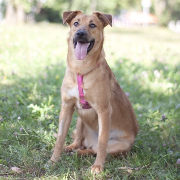 Собаки в добрые руки - Дэя