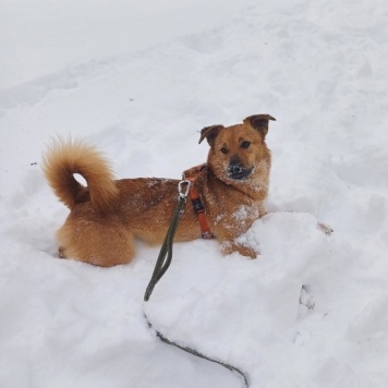 Собаки в добрые руки - Дэя