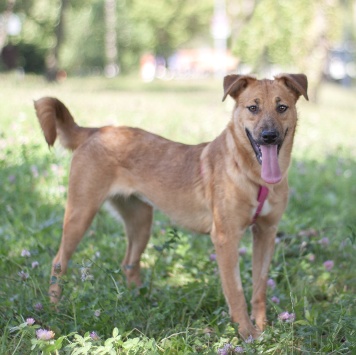 Собаки в добрые руки - Дэя - 1