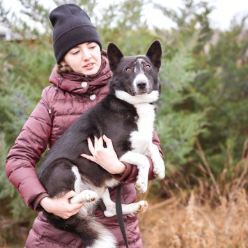 Ронни - Собаки в добрые руки