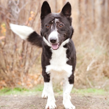 Собаки в добрые руки - Ронни - 1