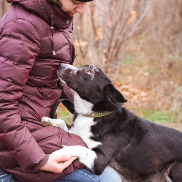 Собаки в добрые руки - Ронни - 2