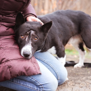 Собаки в добрые руки - Ронни - 4