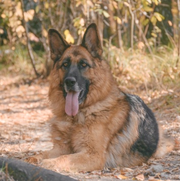 Ной - Собаки в добрые руки
