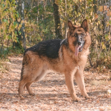 Собаки в добрые руки - Ной - 1