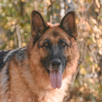 Собаки в добрые руки - Ной - 2