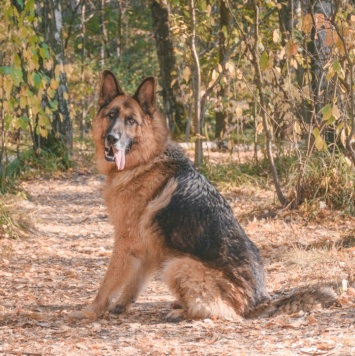 Собаки в добрые руки - Ной - 3