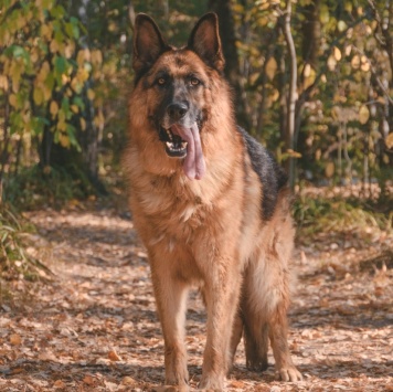 Собаки в добрые руки - Ной - 4