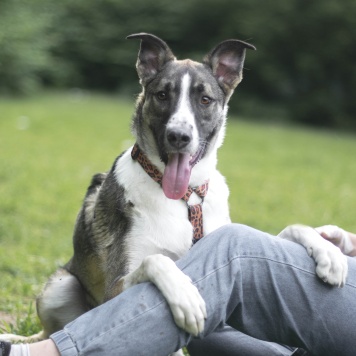 Собаки в добрые руки - Зефир