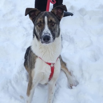 Собаки в добрые руки - Зефир