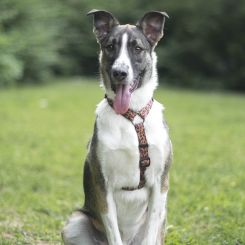 Собаки в добрые руки - Зефир - 1