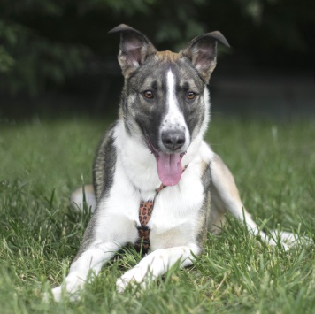 Собаки в добрые руки - Зефир - 2