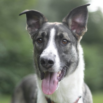 Собаки в добрые руки - Зефир - 3