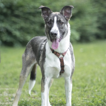 Собаки в добрые руки - Зефир - 4