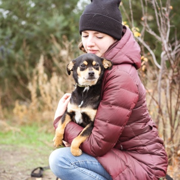 Собаки в добрые руки - Тося - 1