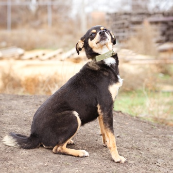 Собаки в добрые руки - Тося - 2