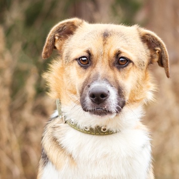 Собаки в добрые руки - Перчик - 1