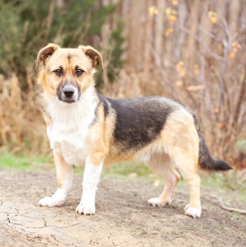 Собаки в добрые руки - Перчик - 4