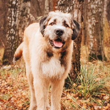 Собаки в добрые руки - Данай