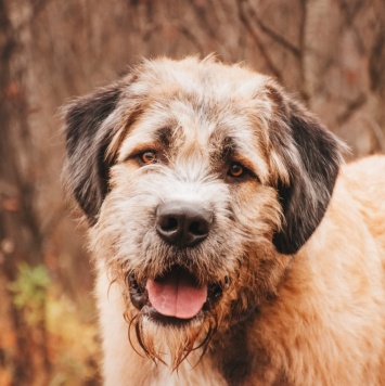 Собаки в добрые руки - Данай - 1