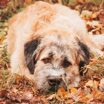 Собаки в добрые руки - Данай - 2