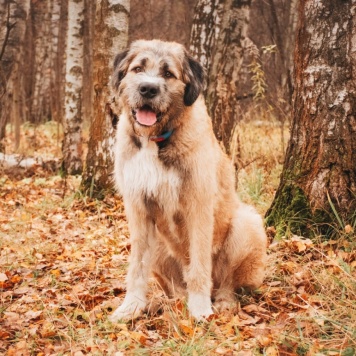 Собаки в добрые руки - Данай - 3